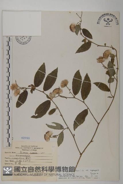 大頭艾納香藏品圖，第1張