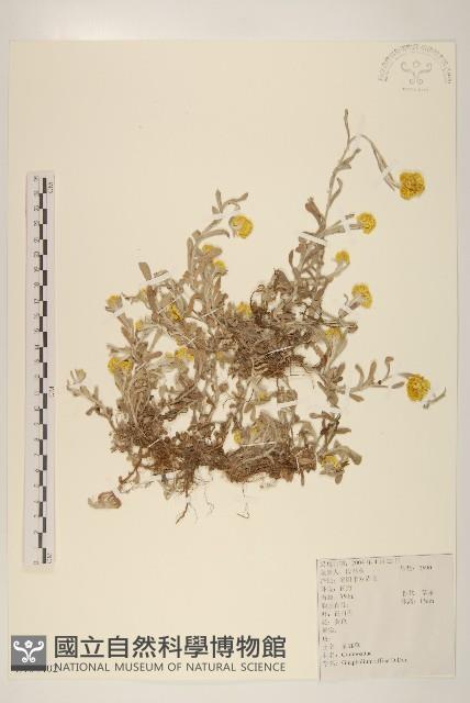 鼠麴草藏品圖，第1張