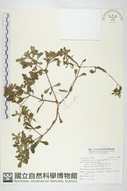 台灣佛甲草、石板菜藏品圖，第1張