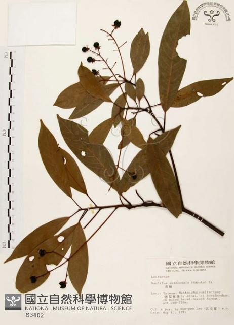 香楠藏品圖，第1張