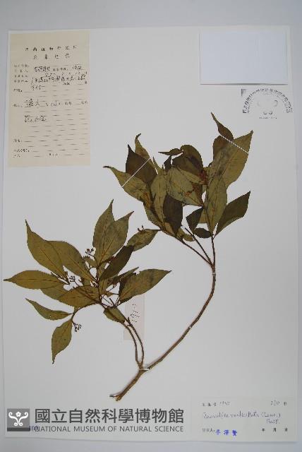 蘿芙木藏品圖，第1張