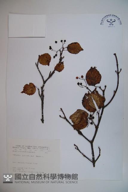 樺葉莢迷、玉山莢迷藏品圖，第1張