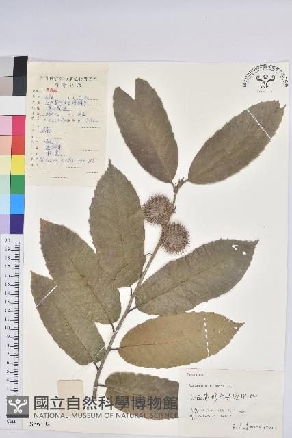 Chinese Chestnut Collection Image