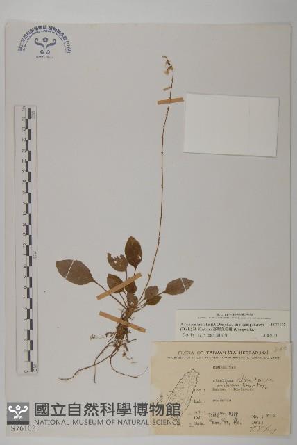 臺灣鬼督郵藏品圖，第1張