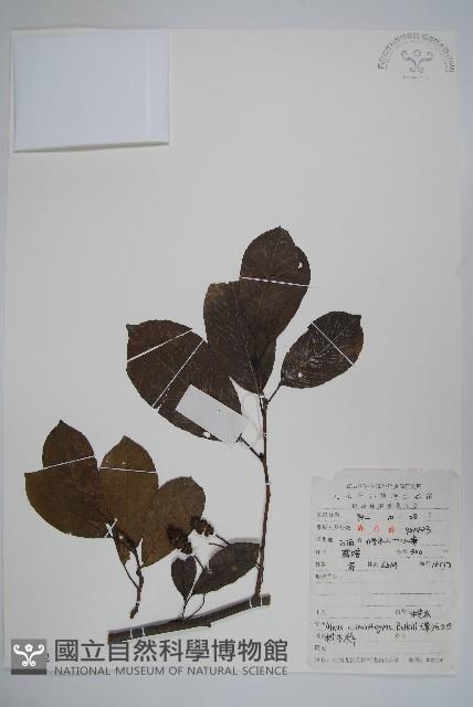 榿木藏品圖，第1張