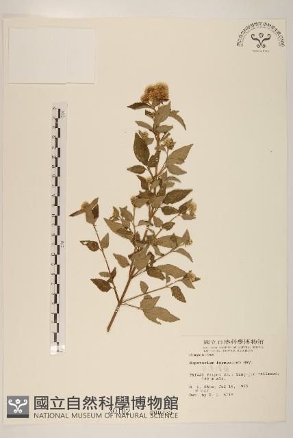 臺灣澤蘭藏品圖，第1張