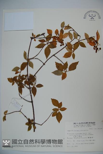 狹葉莢迷藏品圖，第1張