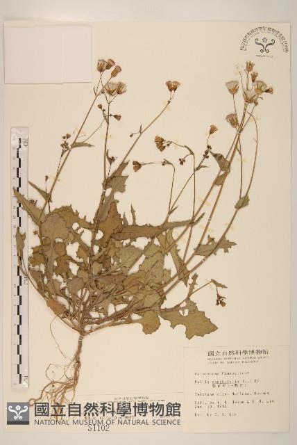 紫背草藏品圖，第1張