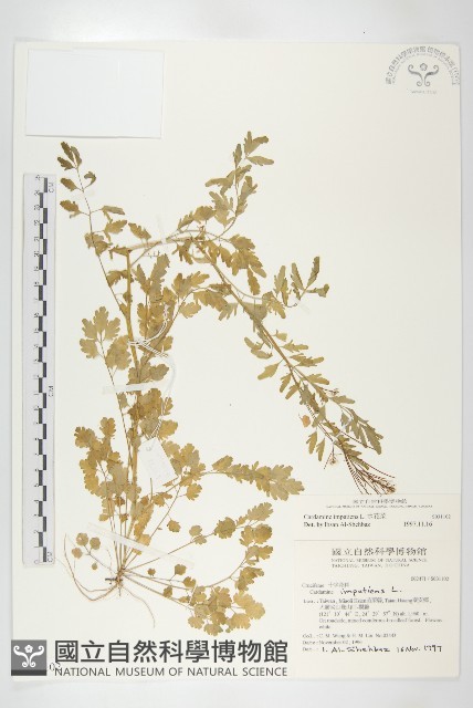 水花菜藏品圖，第1張