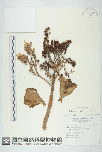 倒吊蓮、匙葉燈籠草藏品圖，第1張