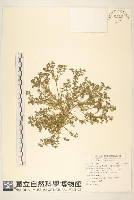 翅果假吐金菊藏品圖，第1張