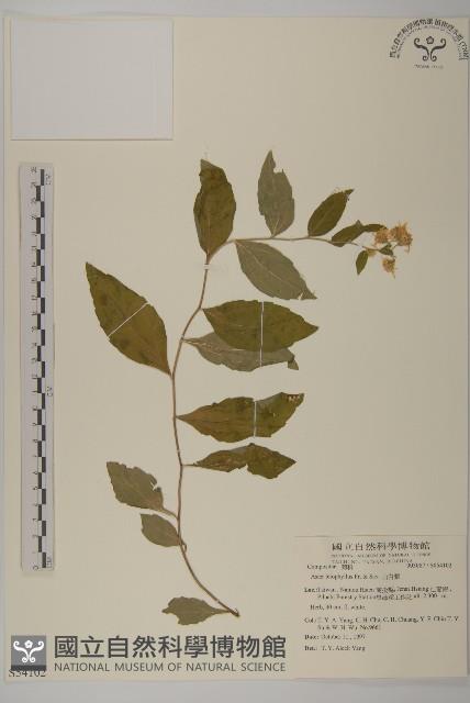 山白蘭藏品圖，第1張