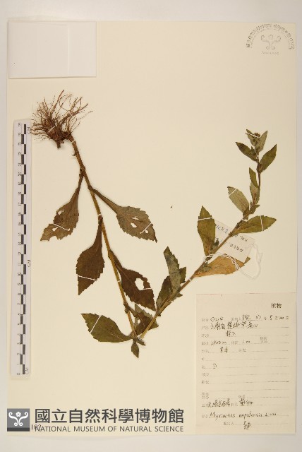圓舌粘冠草藏品圖，第1張