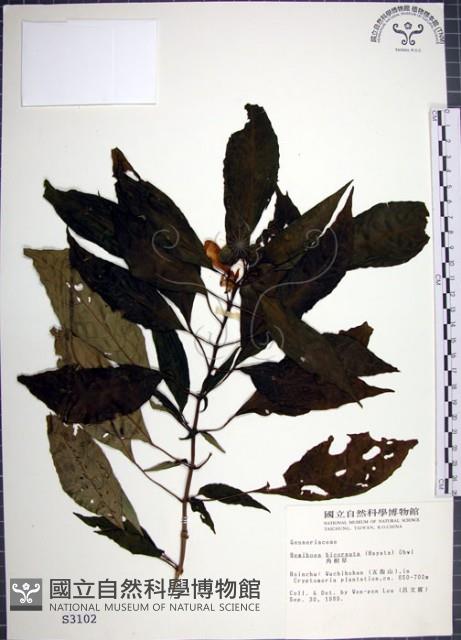 角桐草、台灣半蒴苣苔藏品圖，第1張