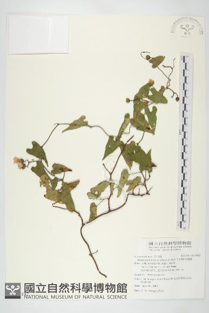 卵葉菜欒藤藏品圖，第1張