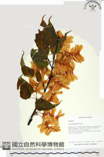 尖葉槭藏品圖，第1張