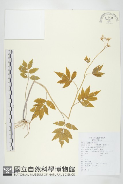 白花碎米薺藏品圖，第1張