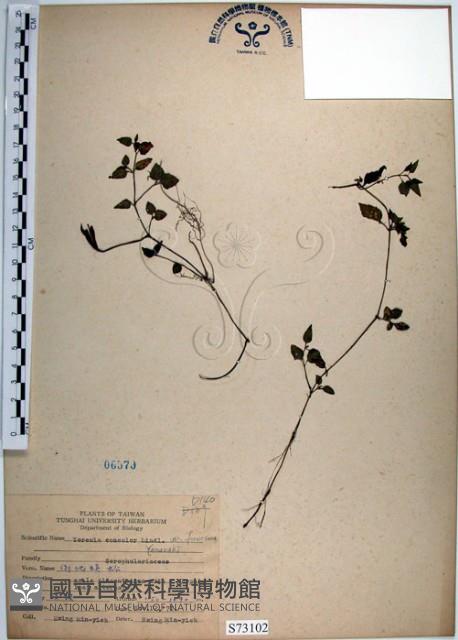 倒地蜈蚣、四角銅鑼藏品圖，第1張