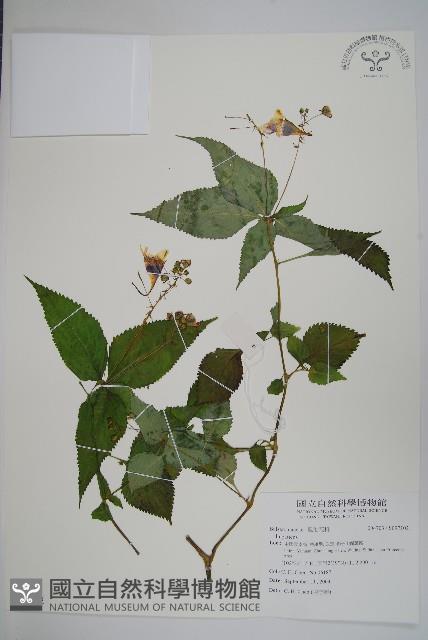 登錄號:S097102藏品圖，第1張