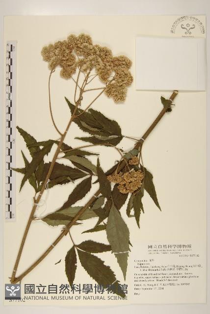 登錄號:S077102藏品圖，第1張