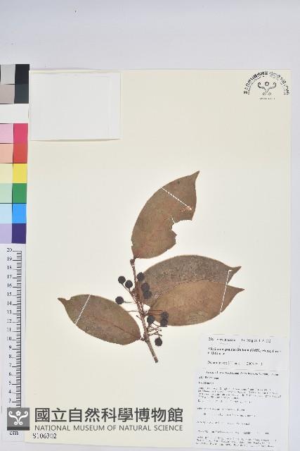 軟骨邊越桔藏品圖，第1張