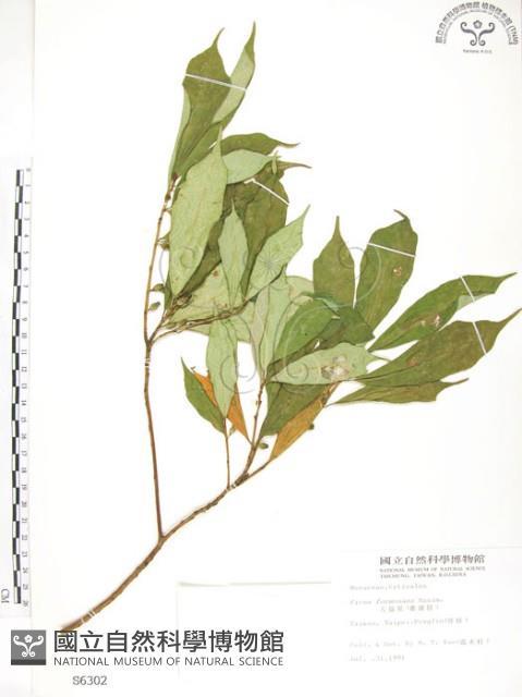 天仙果、臺灣榕藏品圖，第1張