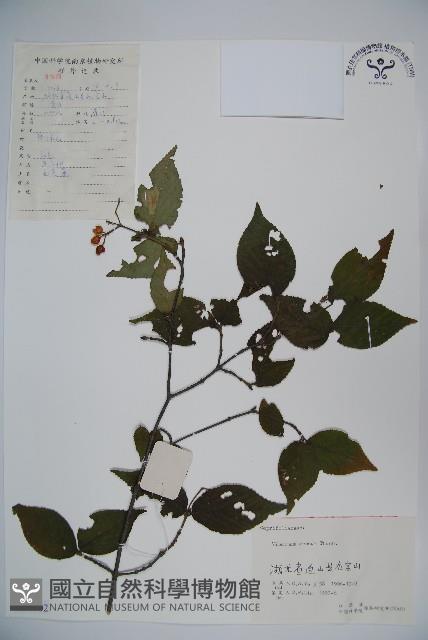 松田氏莢迷、宜昌莢迷藏品圖，第1張