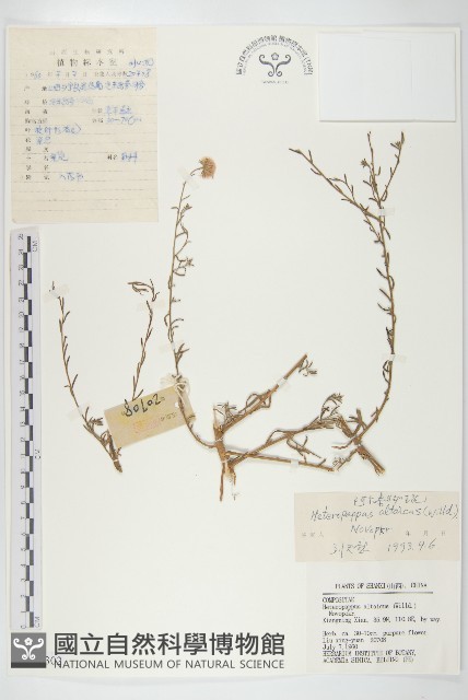阿爾泰狗哇花藏品圖，第1張