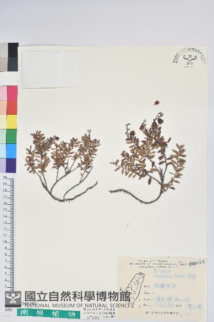 高山白珠樹藏品圖，第1張