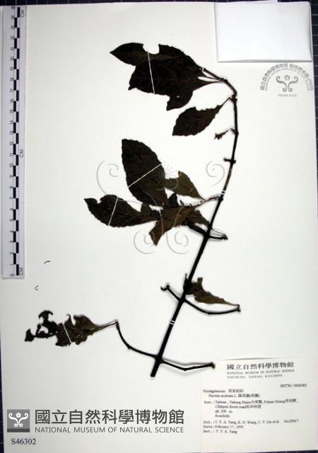 腺果藤、刺藤藏品圖，第1張