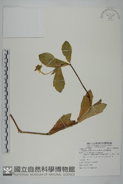 南美蟛蜞菊、三裂葉蟛蜞菊藏品圖，第1張