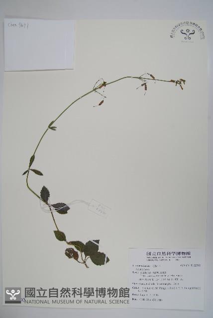 登錄號:S122302藏品圖，第1張