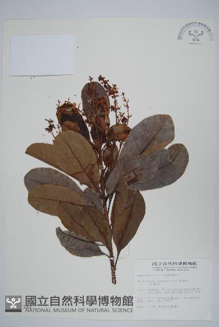 山檨子藏品圖，第1張