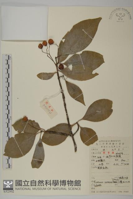 厚葉衛矛, 源一木藏品圖，第1張