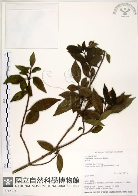 華八仙藏品圖，第1張