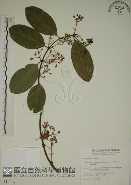 猿尾藤藏品圖，第1張