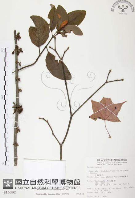 杜鵑桑寄生藏品圖，第1張