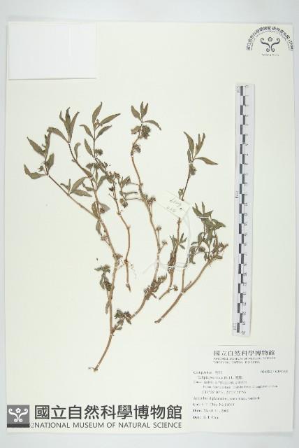鱧腸藏品圖，第1張