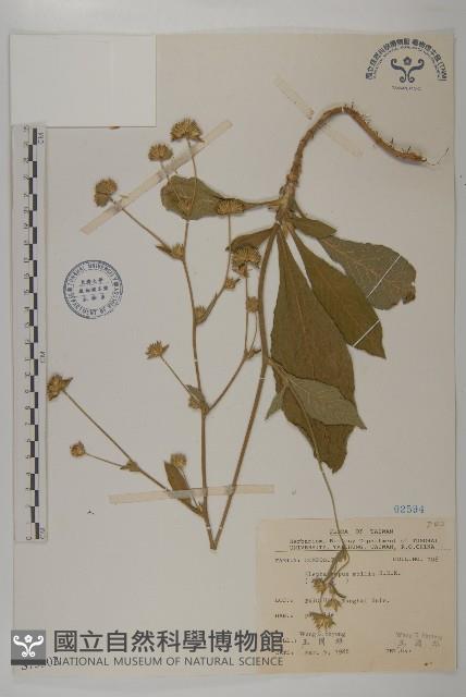 地膽草、毛蓮菜藏品圖，第1張