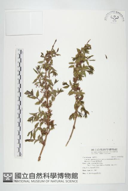 臺灣馬桑藏品圖，第1張