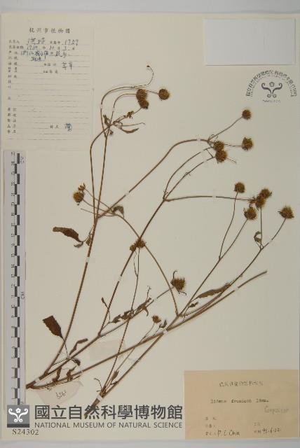 大狼把草藏品圖，第1張