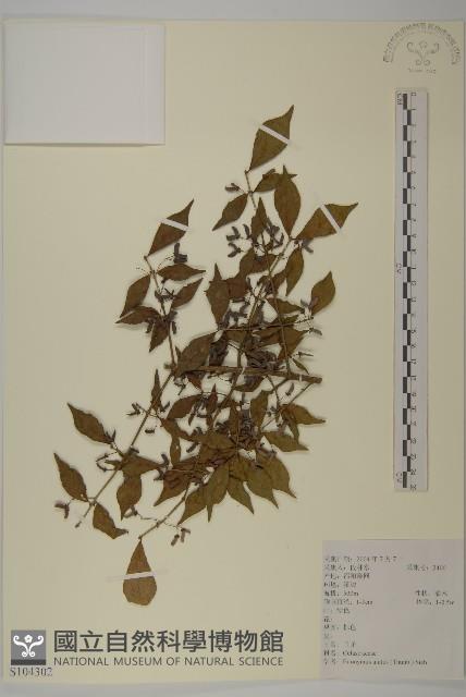 衛矛藏品圖，第1張