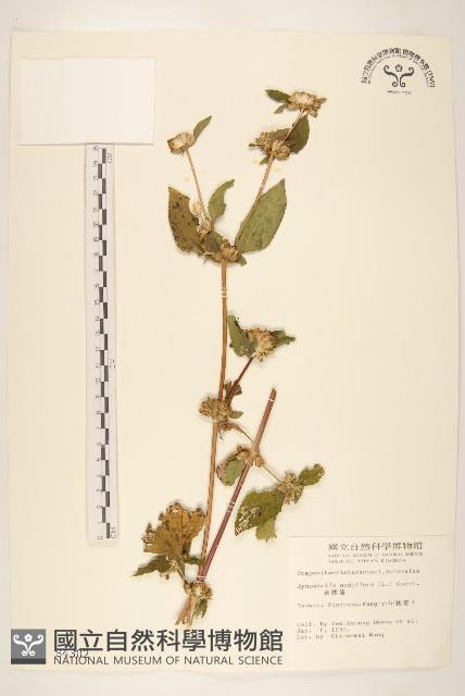 金腰箭藏品圖，第1張