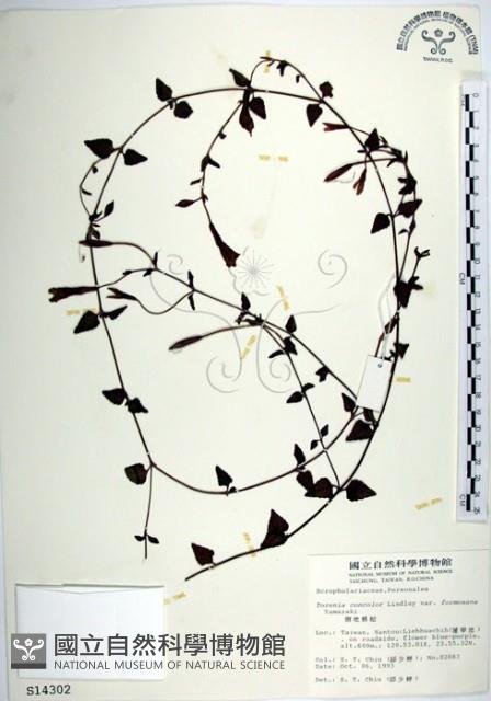 倒地蜈蚣、四角銅鑼藏品圖，第1張