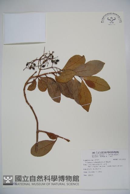 珊瑚樹藏品圖，第1張