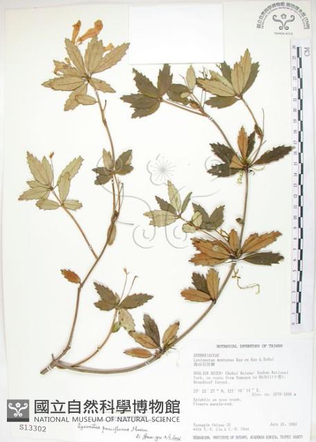 石吊蘭、吊石苣苔藏品圖，第1張