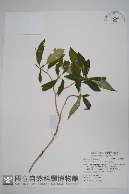 蘿芙木藏品圖，第1張