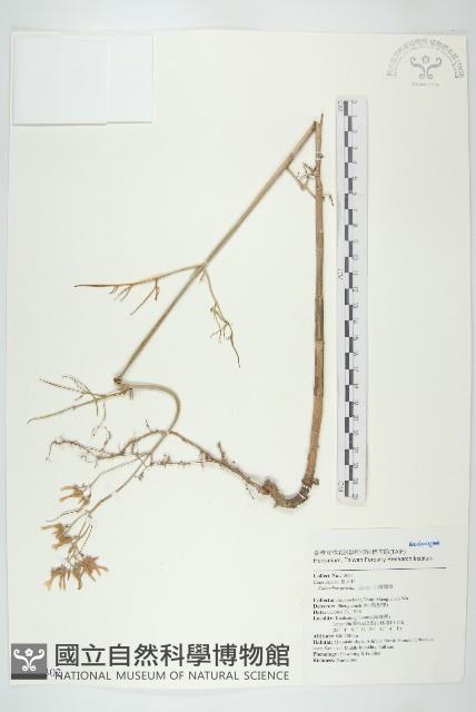 小燈籠草、大還魂藏品圖，第1張