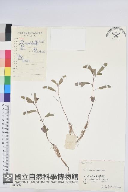 葉下珠、珠仔草藏品圖，第1張