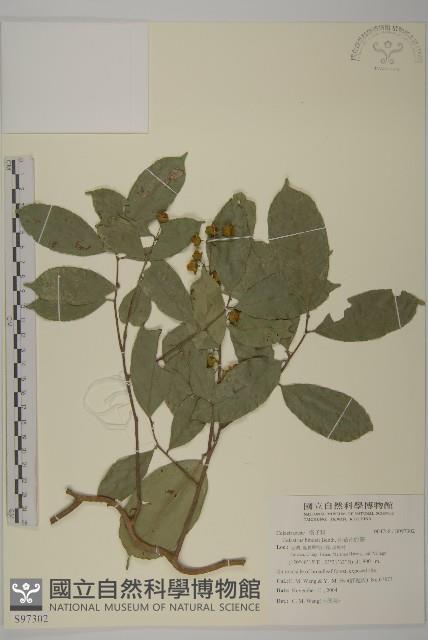 南華南蛇藤，青江藤藏品圖，第1張